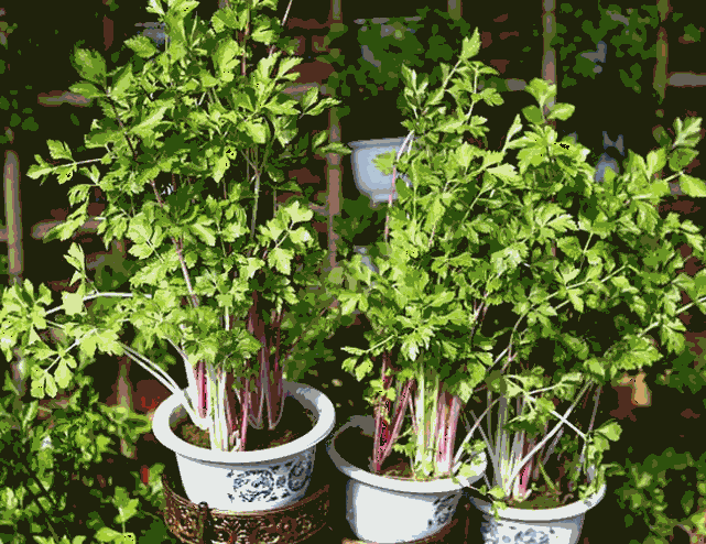 大棚冬季种植红芹菜技术